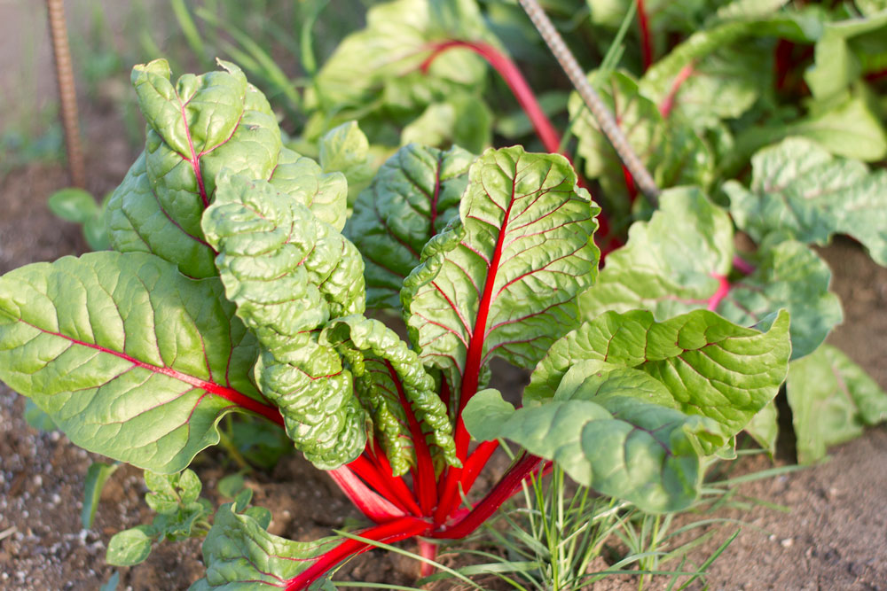 Produce